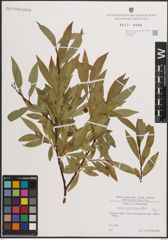 Foto von Salix daphnoides Vill.